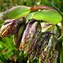 Mission Bells (Fritillaria affinis var. affinis): Most of these natives were done blooming but we still found a few.